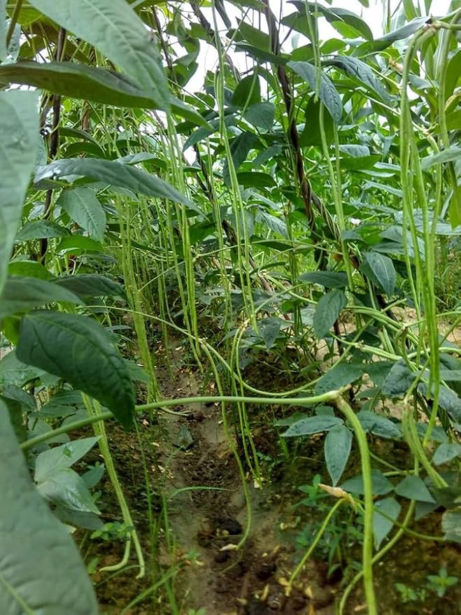 25+ Mixed Yard Long Bean Seeds Green or Purple Red Asian Chinese Long Bean Vegetable Garden Planting