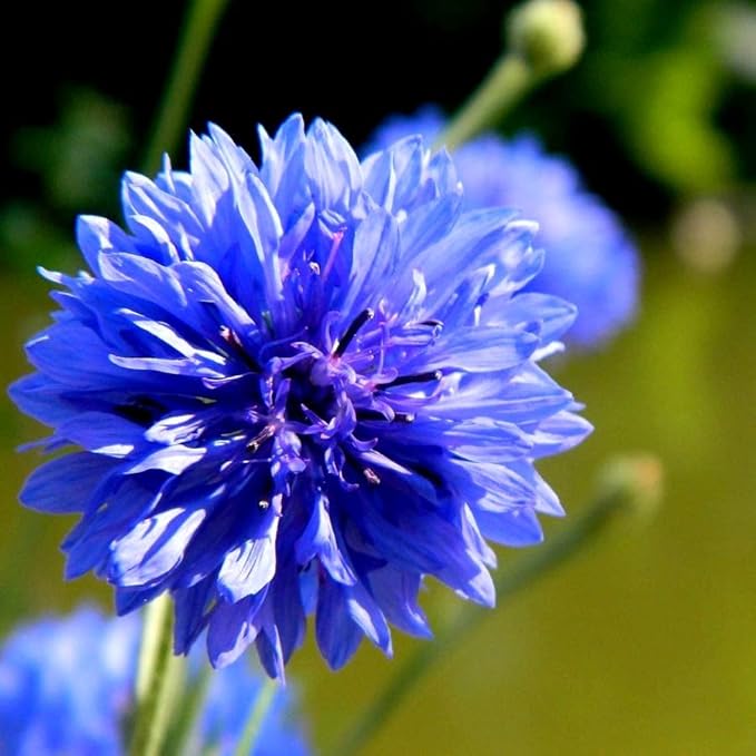 Seeds Blue Cornflower 200+ Seeds for Planting Bachelor’s Buttons Annual Flower Non-GMO