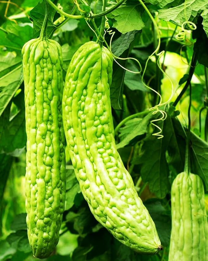 15 Long Bitter Melon Seeds - Up to 16 inches Fast Growing - Bitter Gourd Heirloom Non-GMO Vegetable Seeds