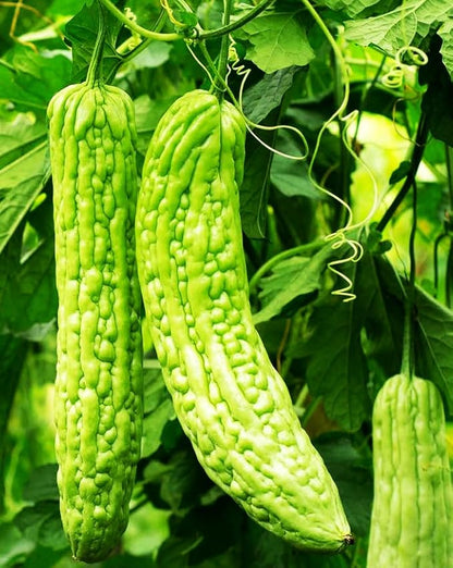 15 Long Bitter Melon Seeds - Up to 16 inches Fast Growing - Bitter Gourd Heirloom Non-GMO Vegetable Seeds
