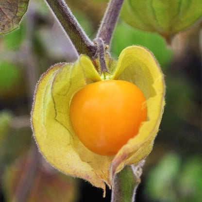 TomorrowSeeds - Hawaiian Giant Poha Berry Seeds - 600+ Count - for 2026 Planting Physalis Peruviana Goldenberry Peruvian Ground Cherry Cape Gooseberry Pichuberry Inca Tomatillo Fruit Grow Your Own