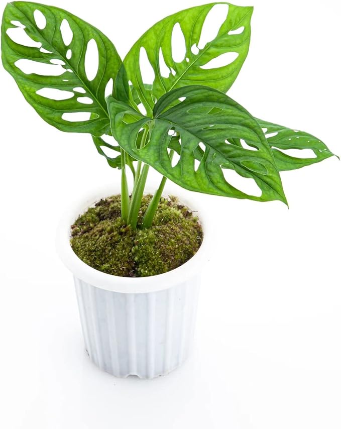 Premium Monstera Acuminata Planting Mix - Promotes Steady Growth and Vibrant Leaves by Gardenera - 10 Quart (2 Bags of 5 Quart)