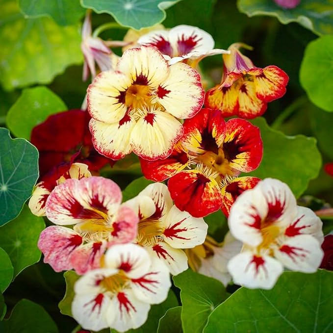 280+ Mix Nasturtium Seeds for Planting-Non-GMO Heirloom Plant Seeds Garden Outdoor