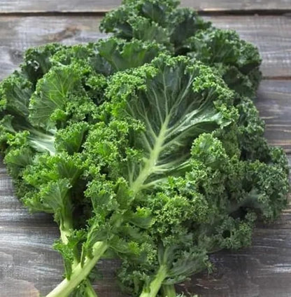 White Russian Kale Seeds for Planting – Plant & Grow Heirloom White Russian Kale in Home Outdoor Vegetable Garden, Brassica Napus – 1 Packet Approx 200 Seeds
