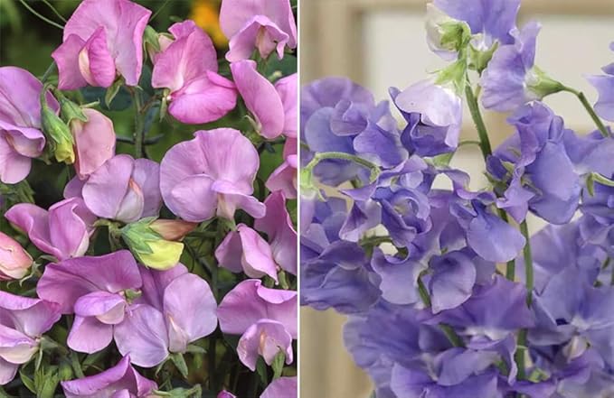 25+ Royal Lavender Pea Flowers Seeds Lathyrus Odoratus Non-GMO Garden Planting