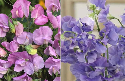 25+ Royal Lavender Pea Flowers Seeds Lathyrus Odoratus Non-GMO Garden Planting