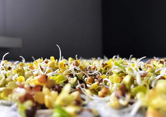 Food to Live Organic Arugula Sprouting Seeds, 2 Pounds – Non-GMO, Kosher, Great for Sprouting and Planting, High Germination Rate, Vegan Superfood, Bulk, Microgreens and Plants for Salads, San