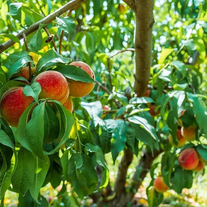 5+ Organic Peach Fruit Tree Seeds for Planting-Peaches Seeds Made in USA Seed Non-GMO Heirloom for Garden Outdoor