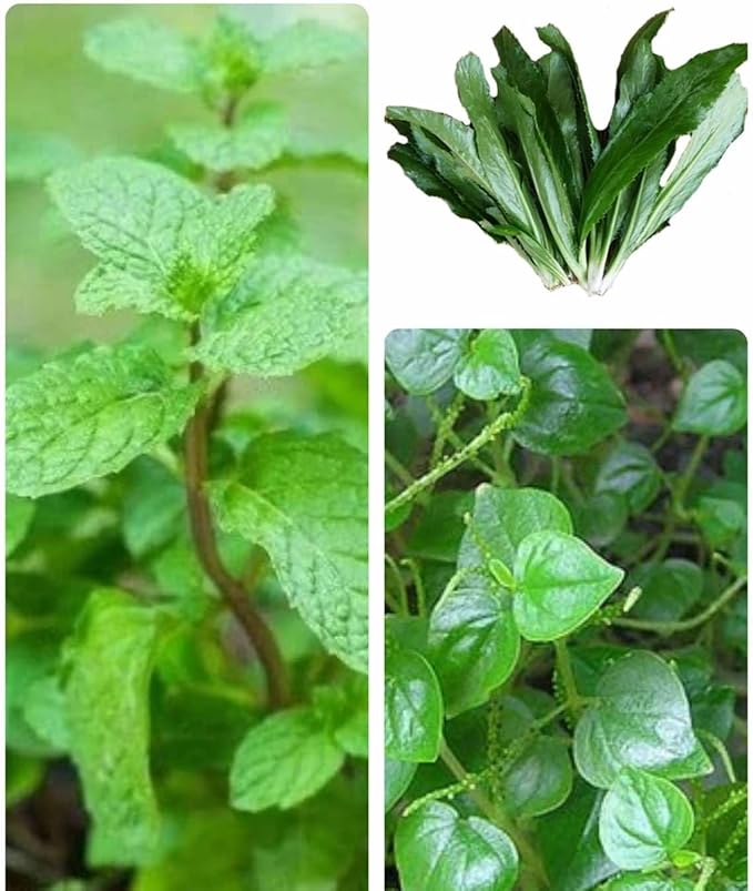 Set of 3 Vietnamese Vegetables Ngò GAI, Rau Càng Cua và Rau húng lủi Culantro Thai Parley, peperomia pellucida Plant Seeds and Vietnamese Perilla Seeds 1000++ Seeds/Bag