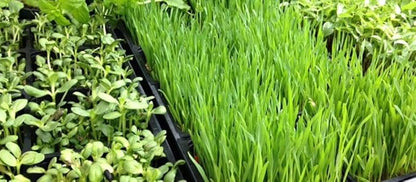 Whole Barley Seeds for Barley Grass Microgreen, Juice Sprouting Seeds 8 Ounces Resealable Stand up Pouch Used for Malt for Beer Brewing Malting
