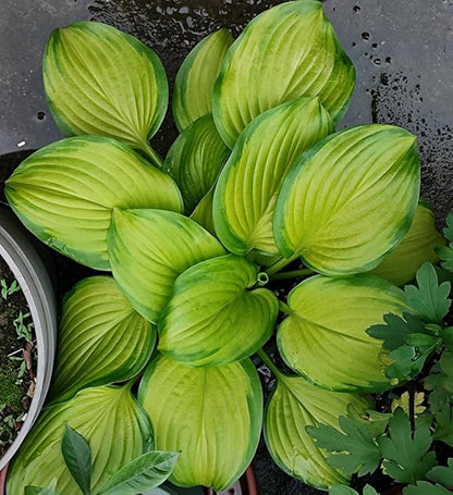 50+ Mixed Rare Hosta Seeds Plantain Lily Hosta plantaginea Flowers Garden Planting