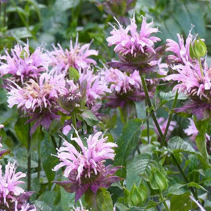Outsidepride Wild Bergamot Seeds - 2000 Pcs Perennial, Easy to Grow & Pollinator Friendly Monarda Fistulosa Flower Seeds for Planting Aromatic Leaves & Edible Blooms, Ideal for Teas & Potpourri