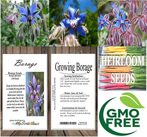 Big Pack - Borage, Borago officinalis Seeds (1,500 Seeds) - Edible Flower Seeds (Big Pack - Borage)