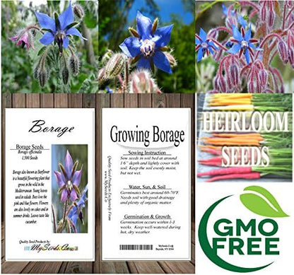 Big Pack - Borage, Borago officinalis Seeds (1,500 Seeds) - Edible Flower Seeds (Big Pack - Borage)