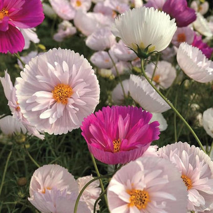 200+ Cupcakes and Saucers Mix Cosmos Seeds Flowers Garden Planting