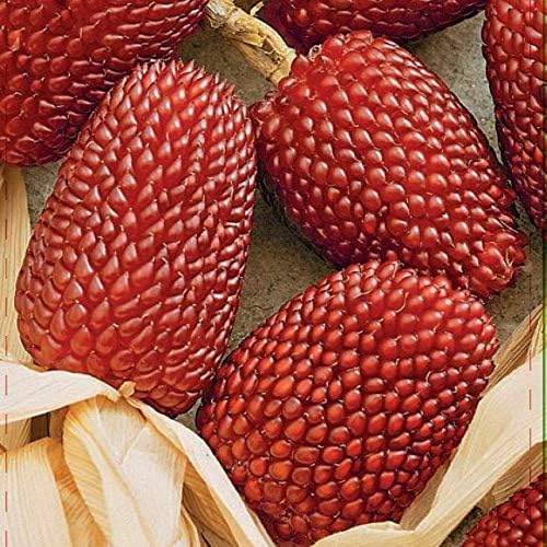 Seeds Vegetable Ornamental Corn Red - 10 Seeds