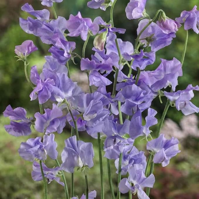 25+ Royal Lavender Pea Flowers Seeds Lathyrus Odoratus Non-GMO Garden Planting