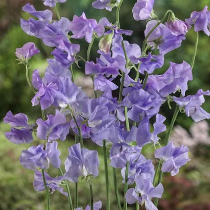 25+ Royal Lavender Pea Flowers Seeds Lathyrus Odoratus Non-GMO Garden Planting