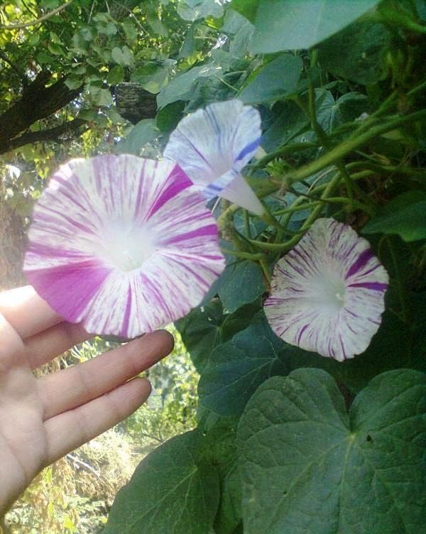 Seeds Morning Glory Harlequin Mix Annual Flowers