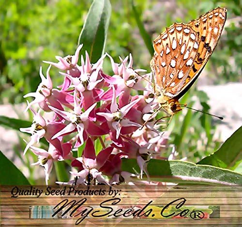 Big Pack - (1,000) Showy Milkweed Seeds, Asclepias Speciosa (Big Pack Showy Milkweed)