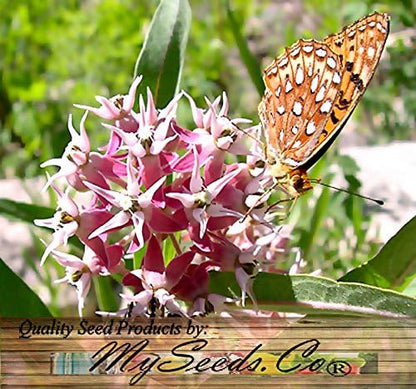 Big Pack - (1,000) Showy Milkweed Seeds, Asclepias Speciosa (Big Pack Showy Milkweed)