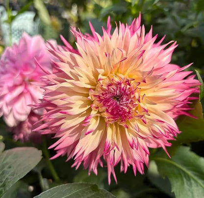 100+ Mixed Colors Dahlia Seeds Dream Flowers Garden Planting