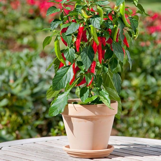 Park Seed Variety of Hot Chili Pepper Plant Seeds, Easy to Grow, Perfect for Spring Garden, Kitchen Minis Hot Fajita, Pack of 10