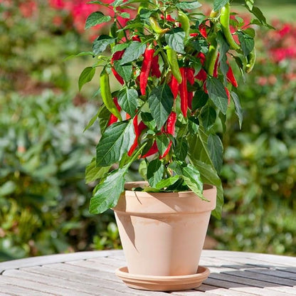 Park Seed Variety of Hot Chili Pepper Plant Seeds, Easy to Grow, Perfect for Spring Garden, Kitchen Minis Hot Fajita, Pack of 10