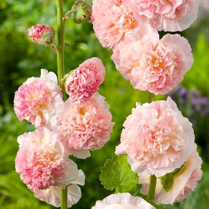 Seeds Hollyhock Double Powder-Pink 40 Seeds for Planting Biennial Flower Alcea Rosea Rose Mallow