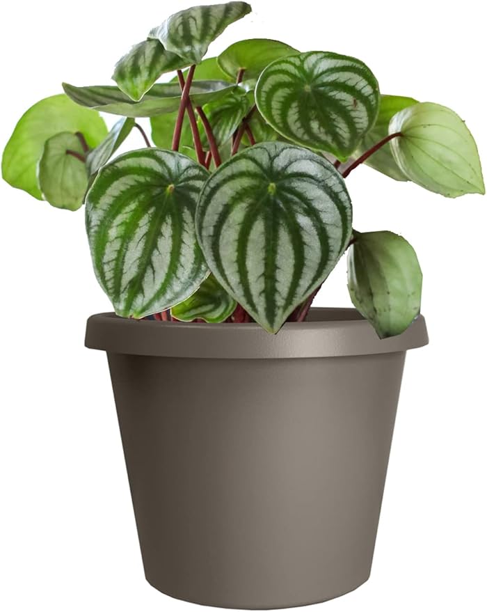 The HC Companies 14 Inch Round Prima Planter - Plastic Plant Pot with Rolled Rim for Indoor Outdoor Plants Flowers Herbs, Cappuccino (Pack of 2)