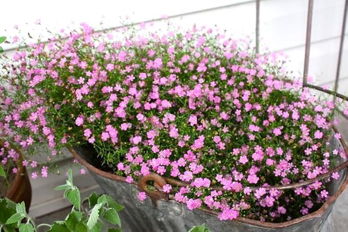 Seeds Pink Creeping Baby's Breath 1000+ Seeds to Grow Perennial Spreading Gypsophila Perfect Groundcover or Cascade Over Walls