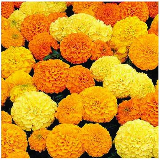 Park Seed Inca II Hybrid Mix Marigold Flower Seeds – 3–4 Inch Double Blooms in Primrose, Yellow, Gold & Orange, Early Blooming, Weather-Resistant Compact Plants – Pack of 25