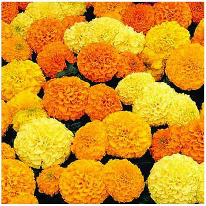 Park Seed Inca II Hybrid Mix Marigold Flower Seeds – 3–4 Inch Double Blooms in Primrose, Yellow, Gold & Orange, Early Blooming, Weather-Resistant Compact Plants – Pack of 25