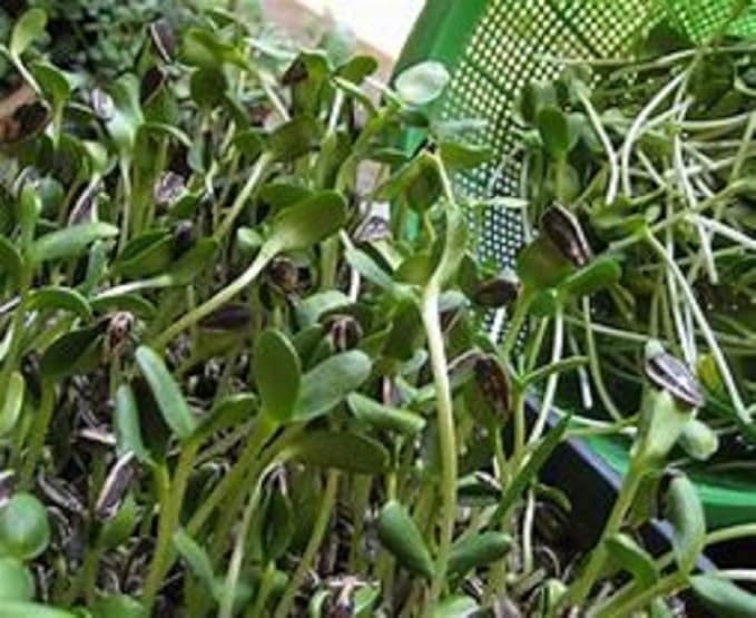 Sunflower Sprouting Seed, Non GMO -6 oz - Country Creek Acre Brand - Sunflower Seed for Sprouts, Garden Planting, Cooking, Soup, Emergency Food Storage, Gardening, Juicing, Cover Crop Product Name