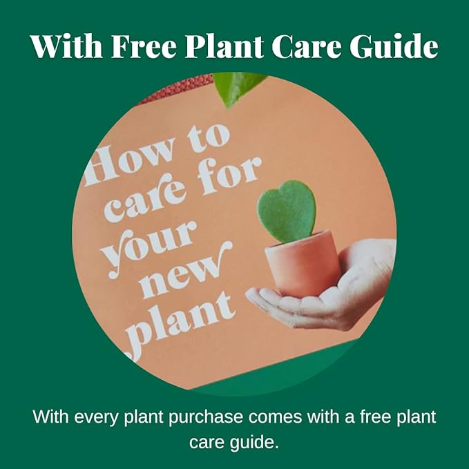House Plant Shop | Snake 'Black Gold' - 4" Pot | Live Indoor Plant | Easy to Care | Natural Décor Plant | Great Gifts| Free Care Guide