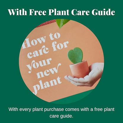 House Plant Shop | Snake 'Black Gold' - 4" Pot | Live Indoor Plant | Easy to Care | Natural Décor Plant | Great Gifts| Free Care Guide