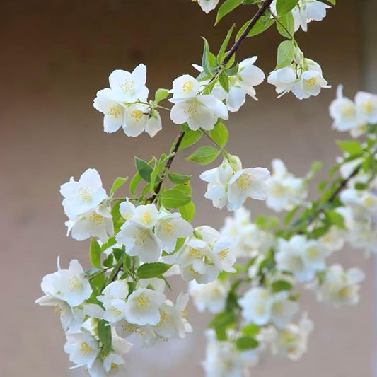 Double Jasmine Flower Seeds for Planting, 100pcs Fragrant Climber Jasmine Perennial Flower Seeds Plants, Non-GMO Heirloom Beauty Climbing Flowers in Home Garden Outdoors