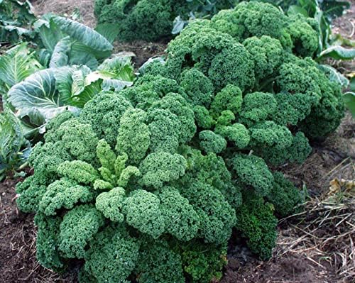 Seeds Kale Bush Dinosaur Giant Cabbage Non GMO Vegetable for Planting