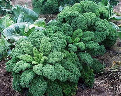 Seeds Kale Bush Dinosaur Giant Cabbage Non GMO Vegetable for Planting