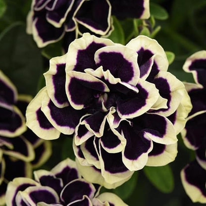 300+ Double Petunia Seeds for Planting Dwarf Wave Petunia Flower Non-GMO Heirloom Seeds for Home Garden