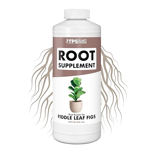 Root Stimulator for Fiddle Leaf Figs – Liquid Root Booster with Probiotics & Seaweed to Support Healthy Root Growth, 32 oz
