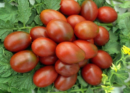 Seeds Vegetable Black De Barao Tomato - 40 Seeds