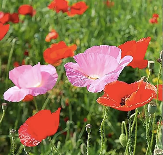Mixed Corn Poppies - 50,000 Poppy Seeds Including Red Flanders Poppy Seed