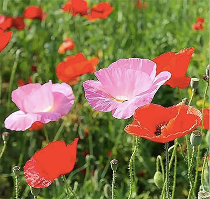 Mixed Corn Poppies - 50,000 Poppy Seeds Including Red Flanders Poppy Seed