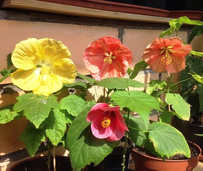 Seeds Abutilon Mix (Flowering Maple) Perennial Flowers