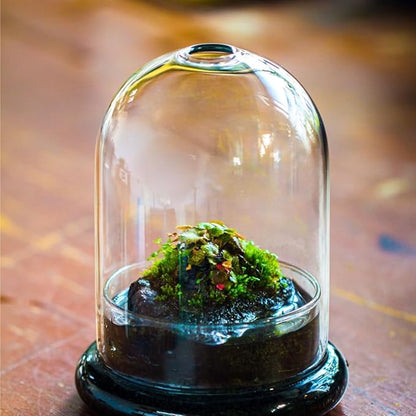 Small Glass Dome with Base and Air Hole - 4.7 x 4.7 x 6.3 Inch - Clear Glass Cloche Bell Jar, Home Indoor Tabletop Decorative Terrarium, (No Plants Included)