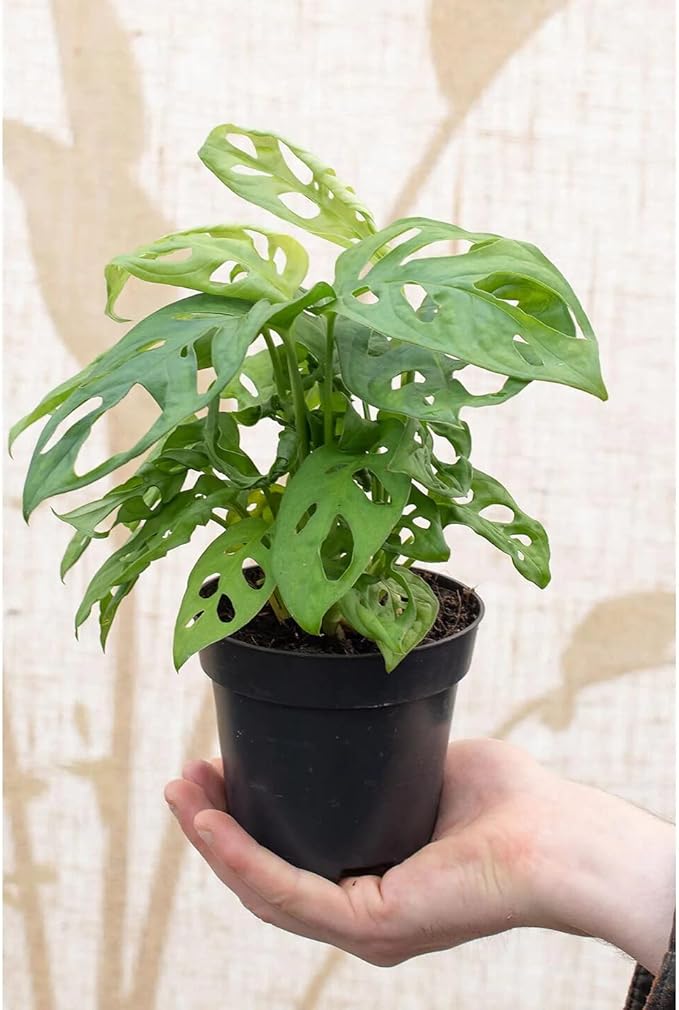 GARDENERA Five Holes Monstera Potting Soil - Promotes Optimal Drainage and Aeration for Vibrant Growth - 3 Quart