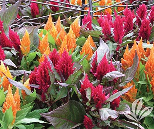Seeds Plumed Cockscomb Mix/Celosia/Includes Variety Crested West Indian Toreador/Annual Flowers