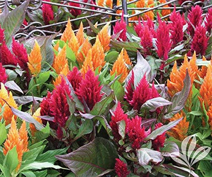 Seeds Plumed Cockscomb Mix/Celosia/Includes Variety Crested West Indian Toreador/Annual Flowers