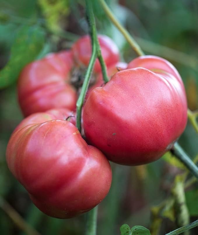 Burpee 'Brandy Boy', Hybrid Beefsteak Slicing Variety, Large Red Fresh Indeterminate Tomato, 35 Non-GMO Seeds